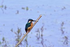 Eisvogel (Alcedo atthis)