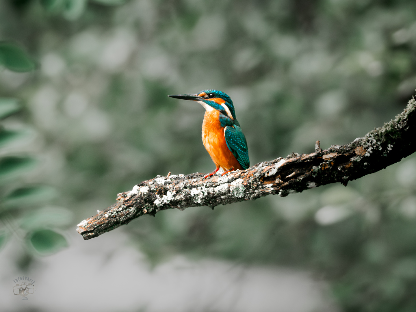 Eisvogel (Alcedo atthis)