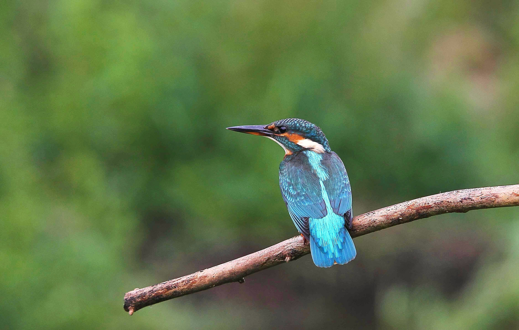 Eisvogel (Alcedo atthis)