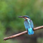 Eisvogel (Alcedo atthis)