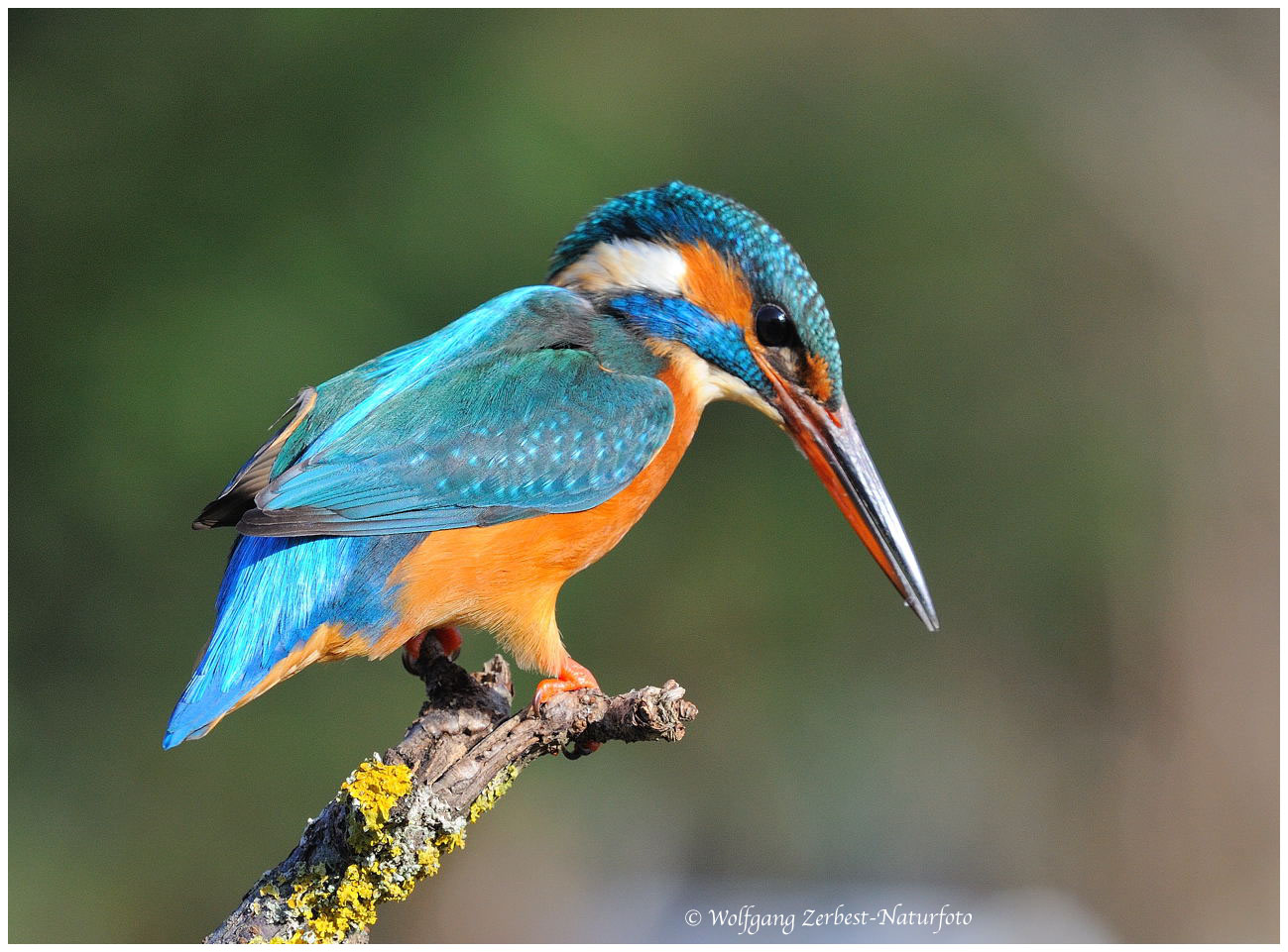 --- Eisvogel --- ( Alcedo atthis )