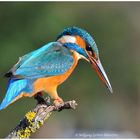 --- Eisvogel --- ( Alcedo atthis )