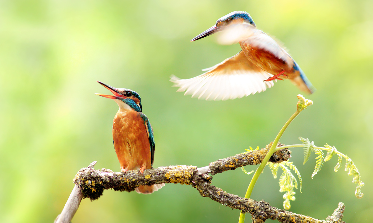 Eisvogel (Alcedo atthis)