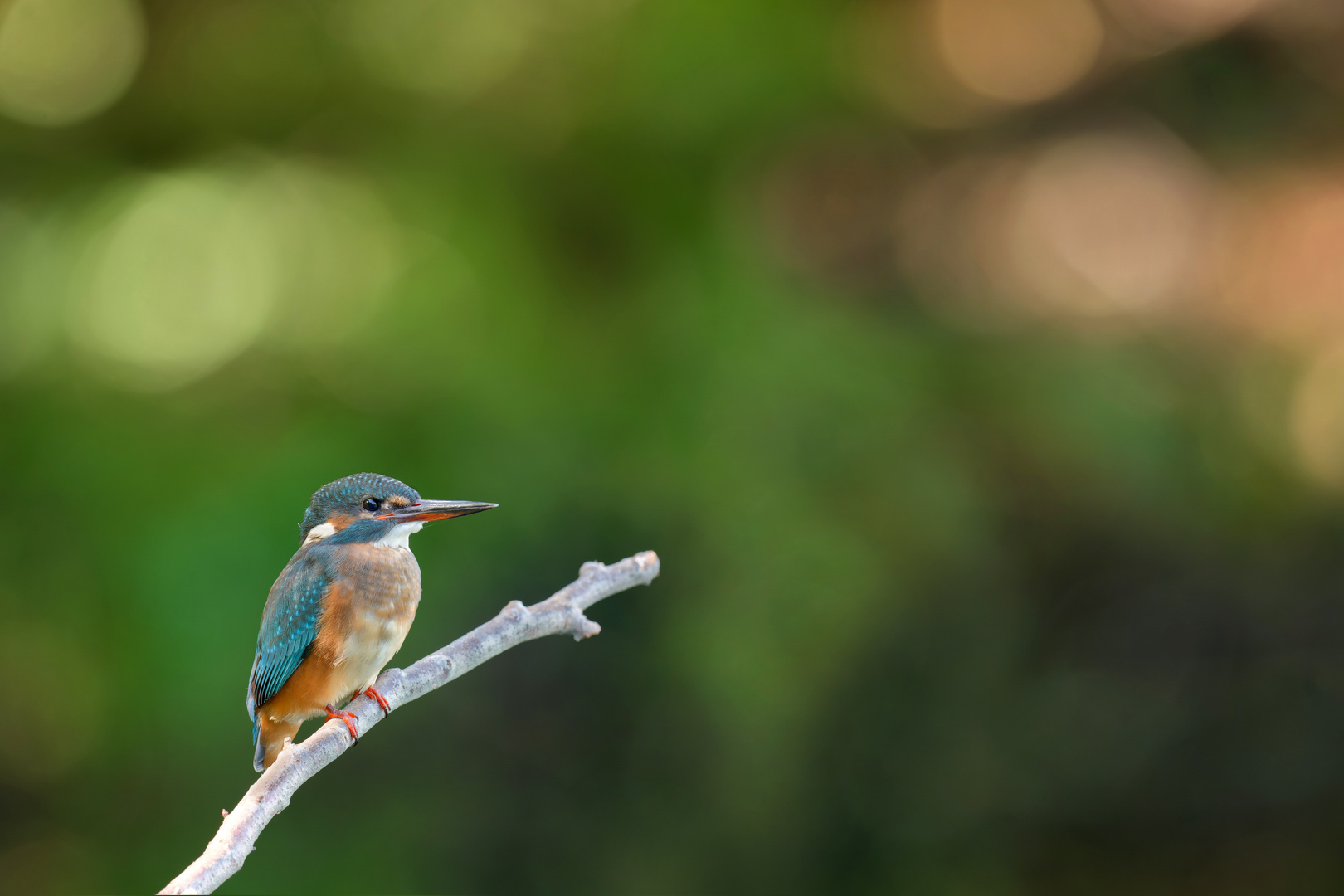 Eisvogel (Alcedo atthis) 