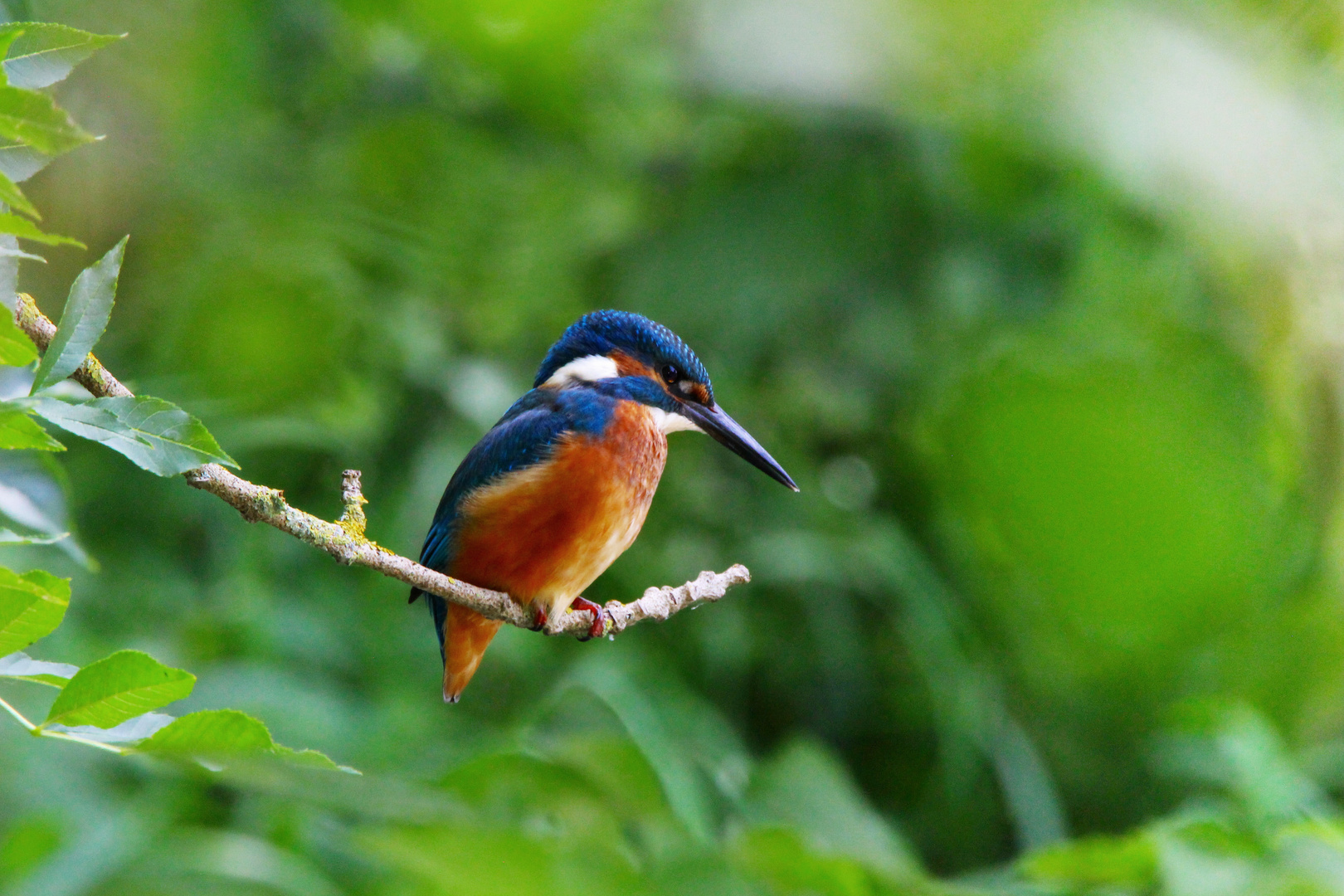 Eisvogel (Alcedo atthis) 