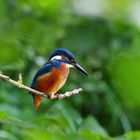 Eisvogel (Alcedo atthis) 