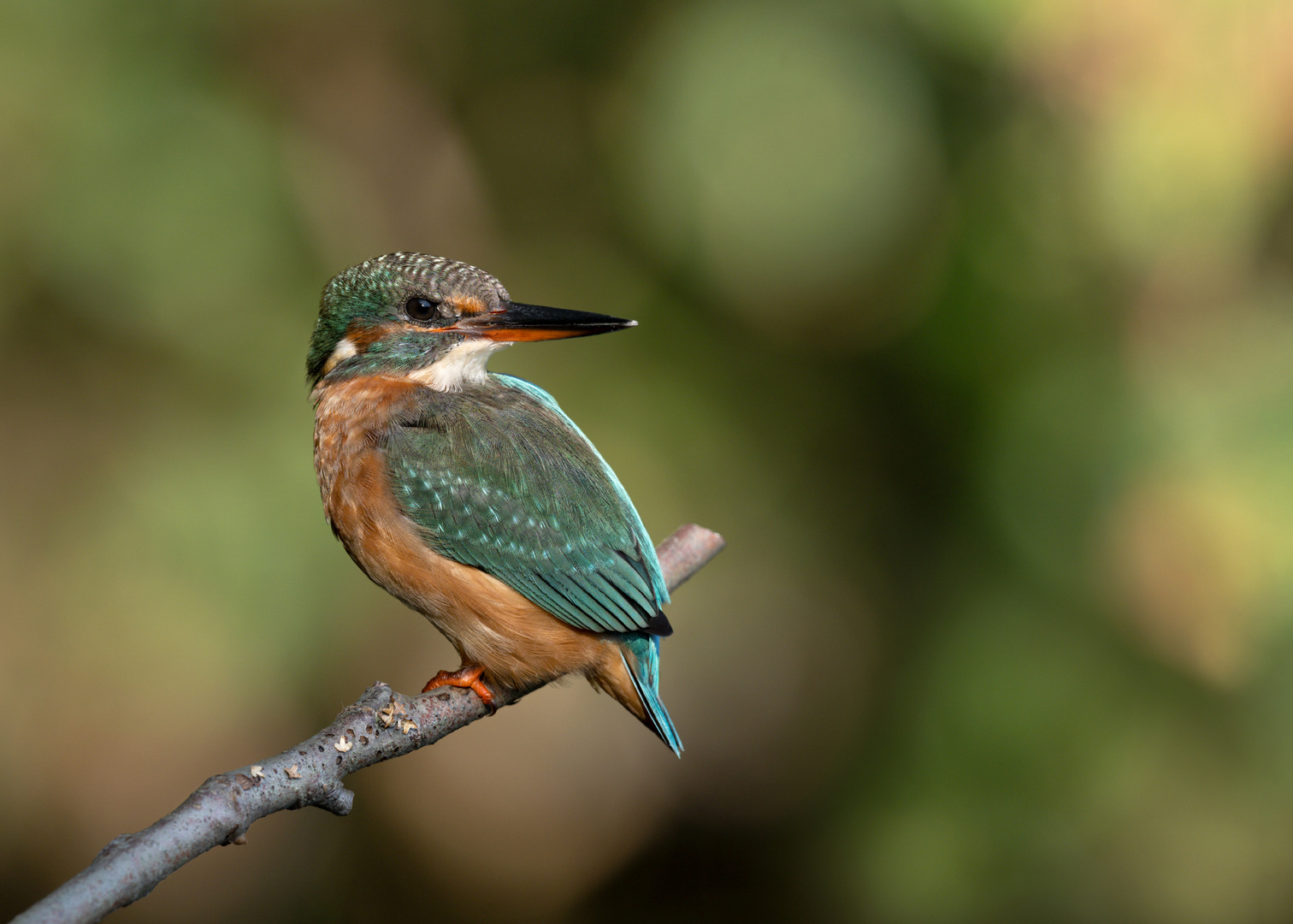 Eisvogel (Alcedo atthis)