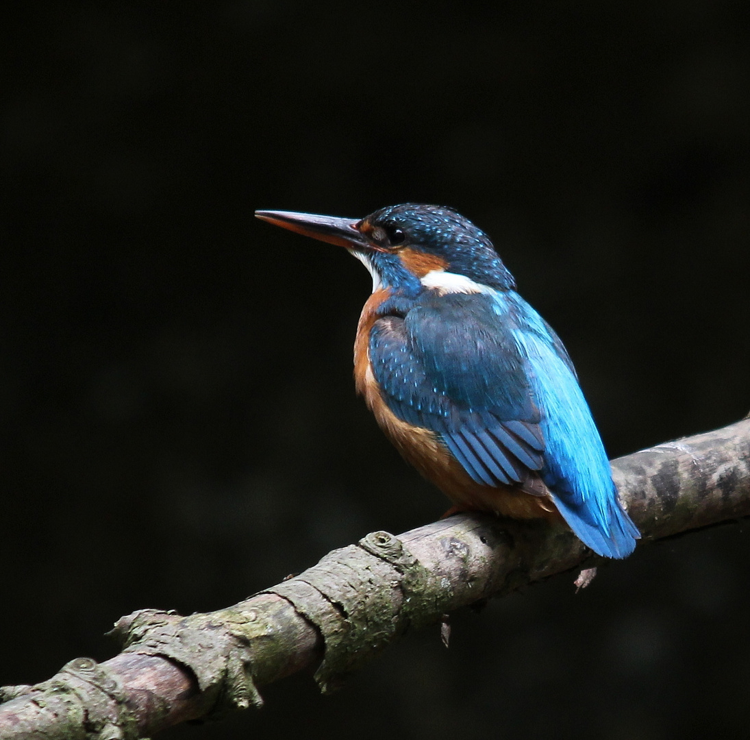 Eisvogel (Alcedo atthis)