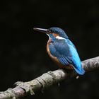 Eisvogel (Alcedo atthis)