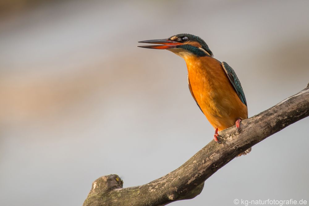 Eisvogel (Alcedo atthis)