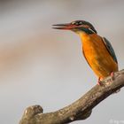 Eisvogel (Alcedo atthis)