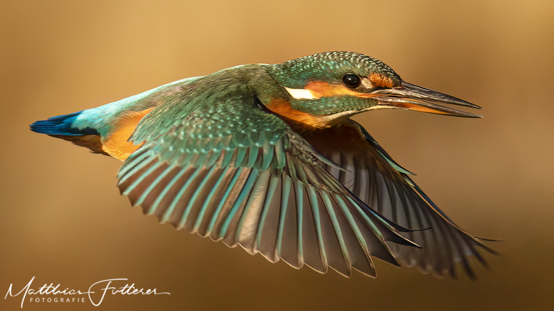 Eisvogel (Alcedo atthis)