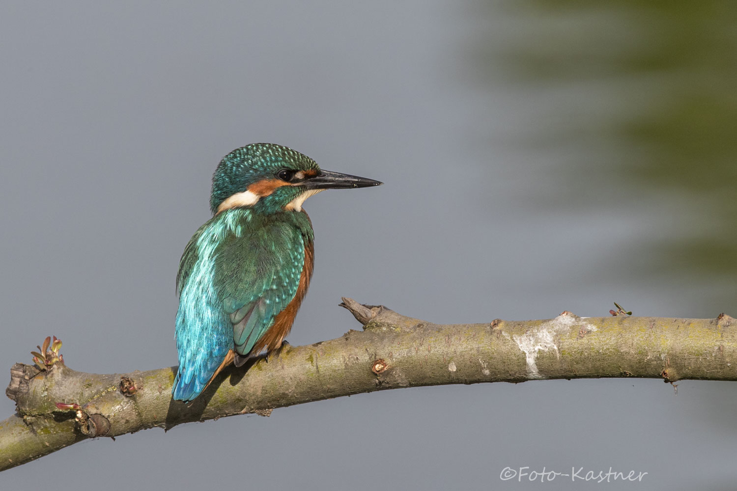 Eisvogel (Alcedo atthis)