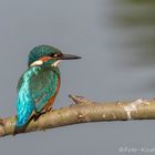 Eisvogel (Alcedo atthis)