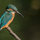 Eisvogel (Alcedo atthis)