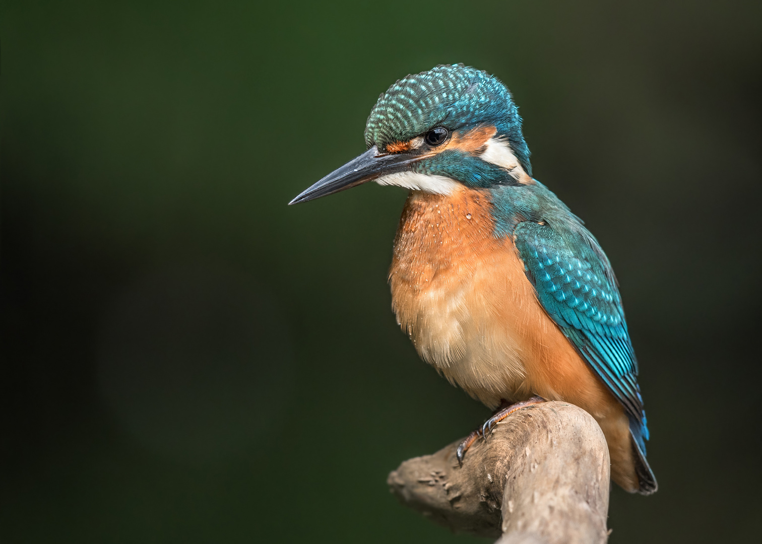 Eisvogel (Alcedo atthis)