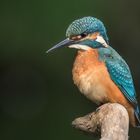 Eisvogel (Alcedo atthis)