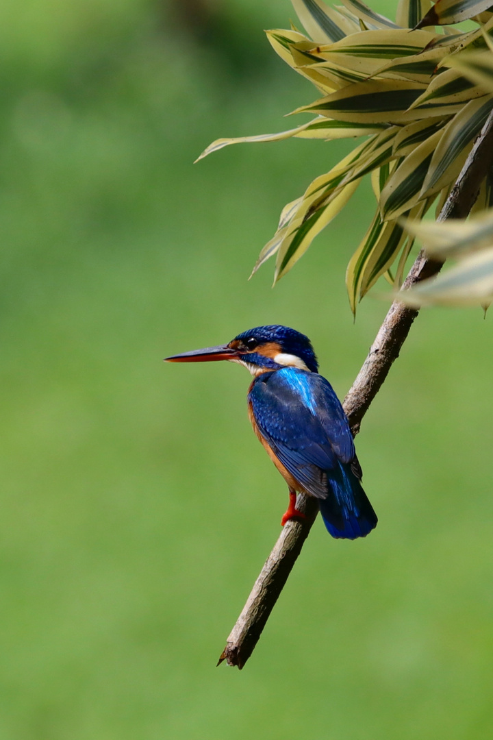 Eisvogel (Alcedo atthis)