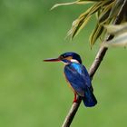 Eisvogel (Alcedo atthis)