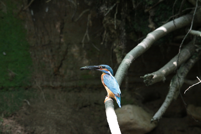 Eisvogel (Alcedo atthis)