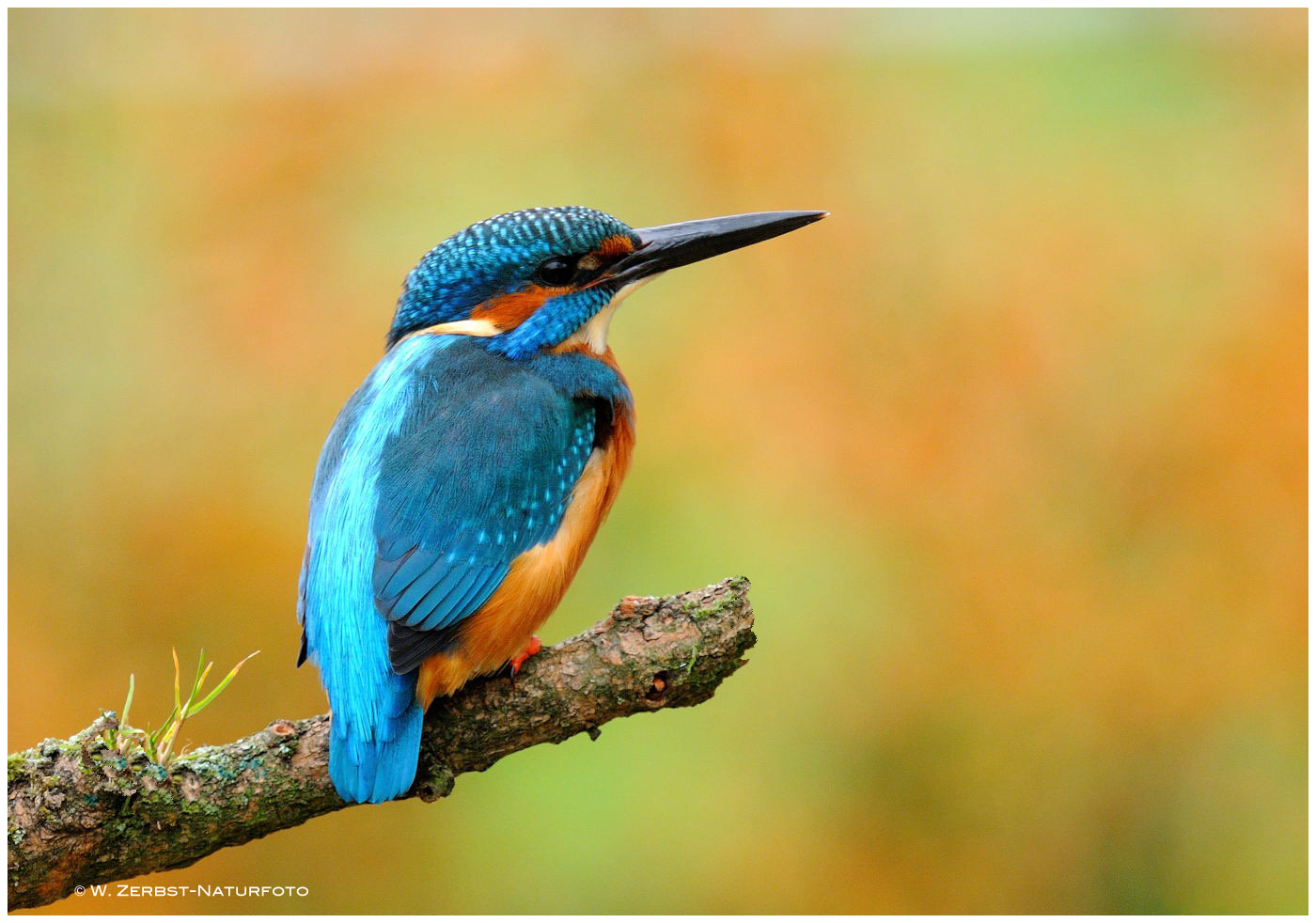 --- Eisvogel --- ( Alcedo atthis )