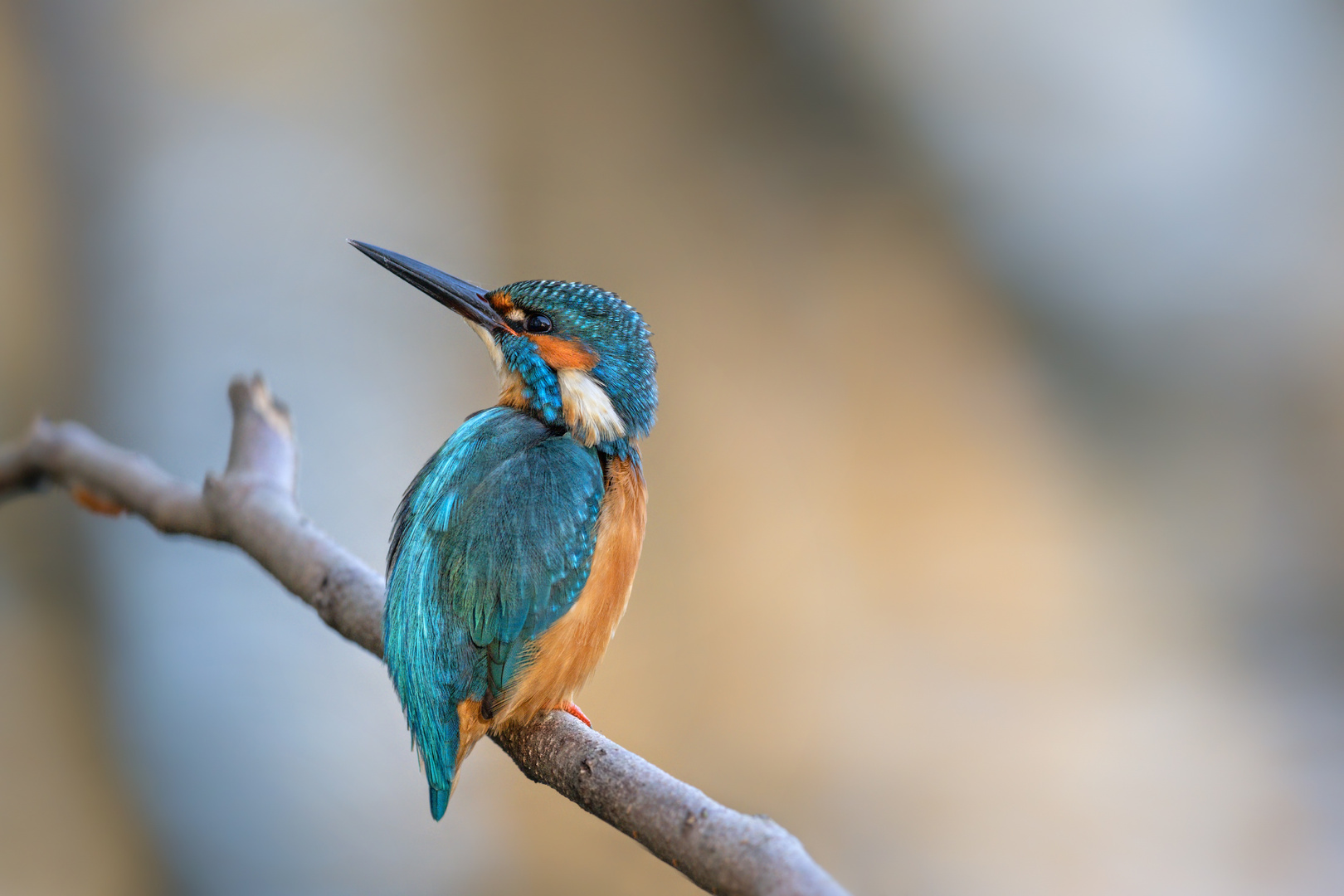 Eisvogel (Alcedo atthis)