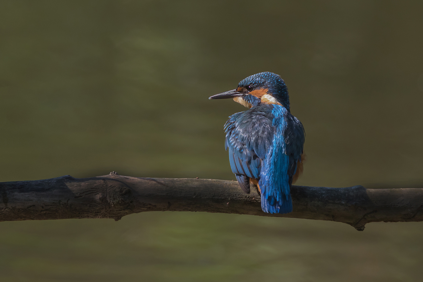 Eisvogel (Alcedo atthis)