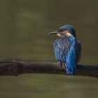 Eisvogel (Alcedo atthis)