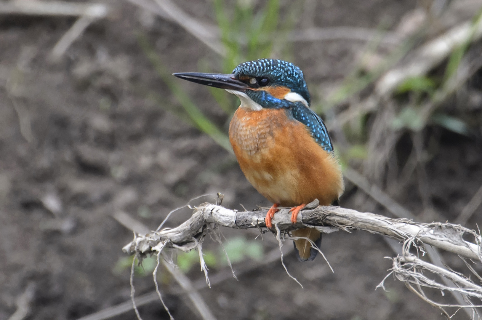 Eisvogel ( Alcedo atthis ) 2.