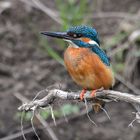 Eisvogel ( Alcedo atthis ) 2.