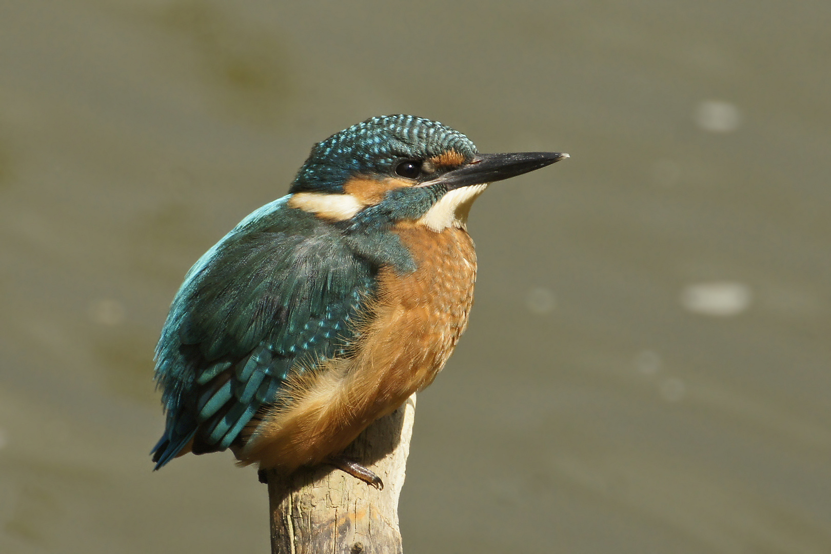 Eisvogel (Alcedo atthis) 2