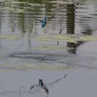 Eisvogel - Alcedo atthis 2017-05-13-010