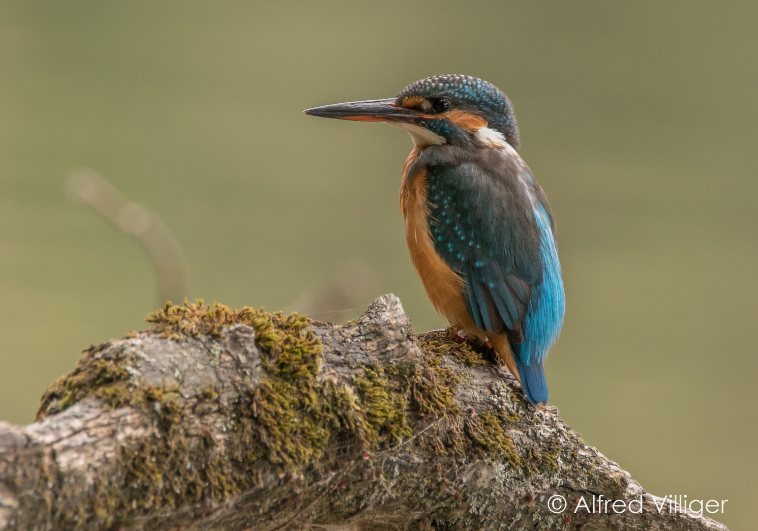 Eisvogel  (Alcedo atthis) 2018