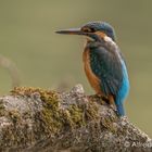 Eisvogel  (Alcedo atthis) 2018