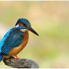 --- Eisvogel --- ( Alcedo atthis )