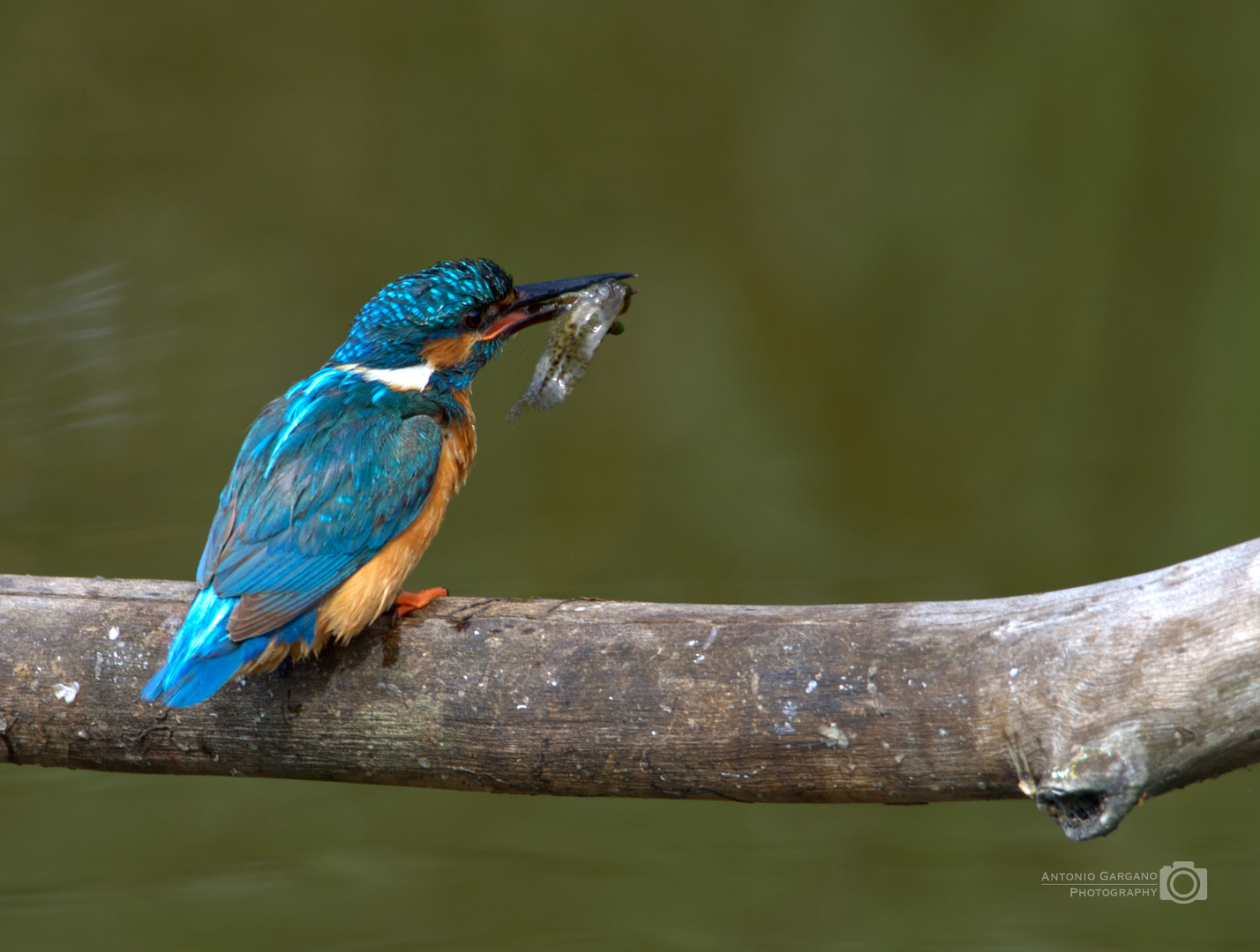 Eisvogel - Alcedo atthis