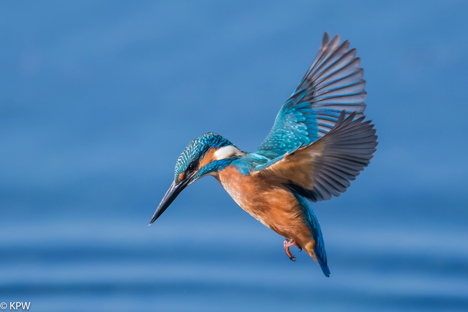 Eisvogel  (Alcedo atthis) 