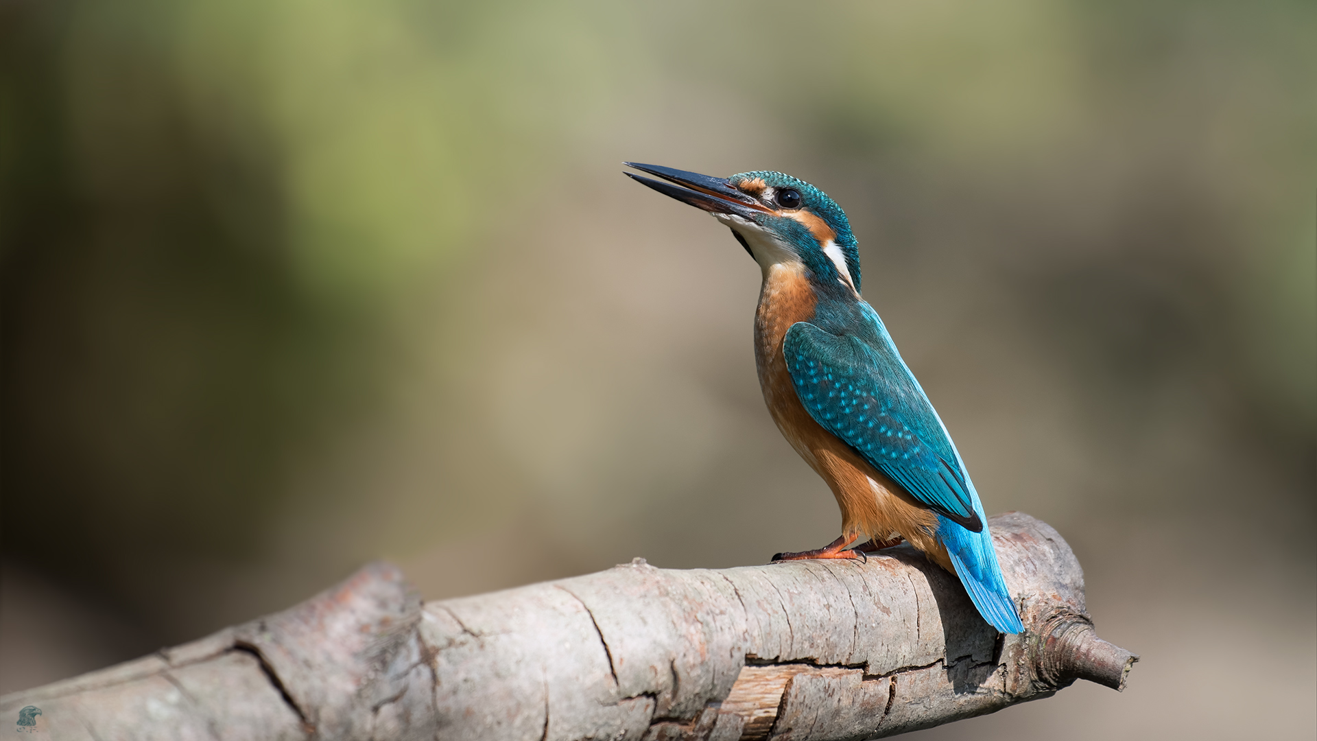 Eisvogel (Alcedo atthis) ...