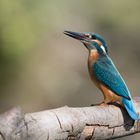 Eisvogel (Alcedo atthis) ...