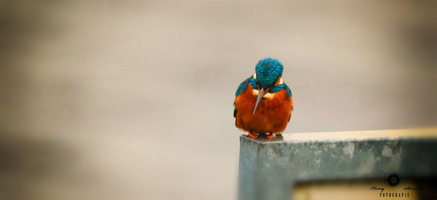 Eisvogel (Alcedo atthis)