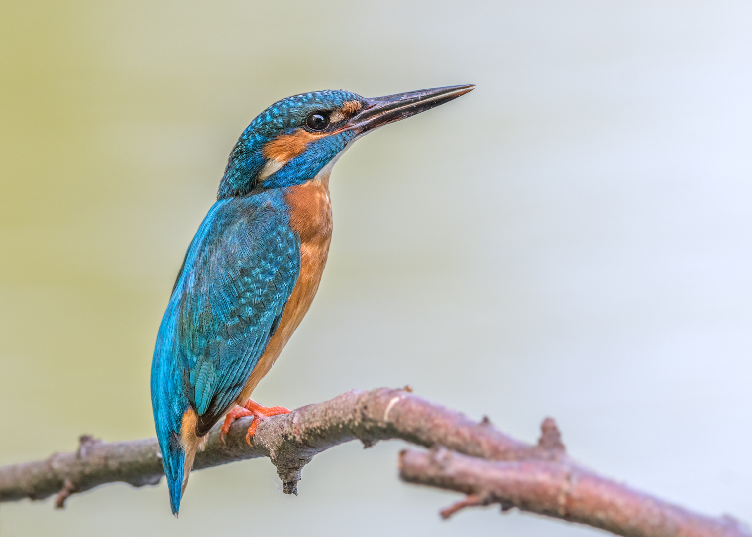 Eisvogel (Alcedo atthis)