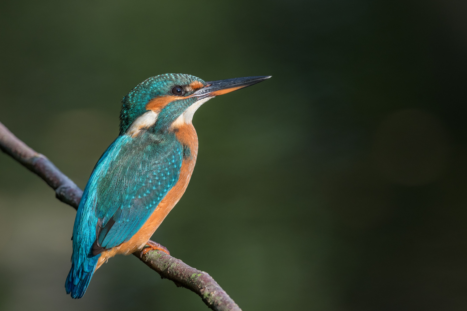 Eisvogel (Alcedo atthis)