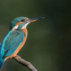 Eisvogel (Alcedo atthis)