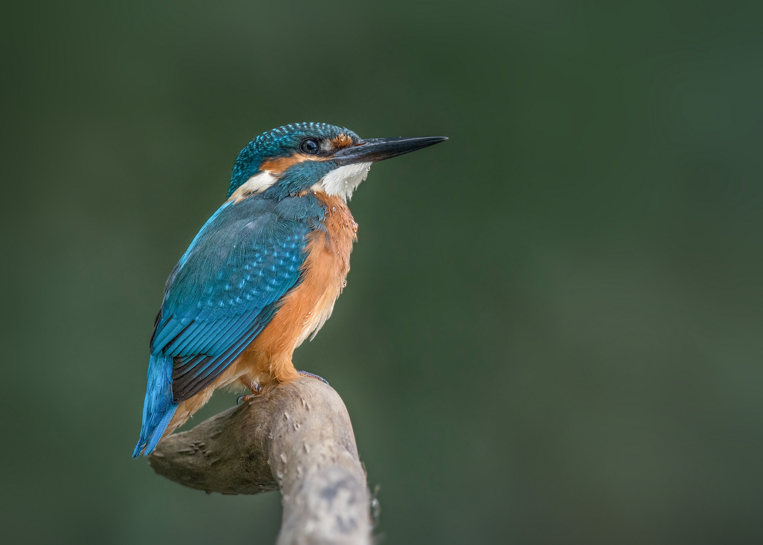 Eisvogel (Alcedo atthis)