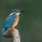 Eisvogel (Alcedo atthis)