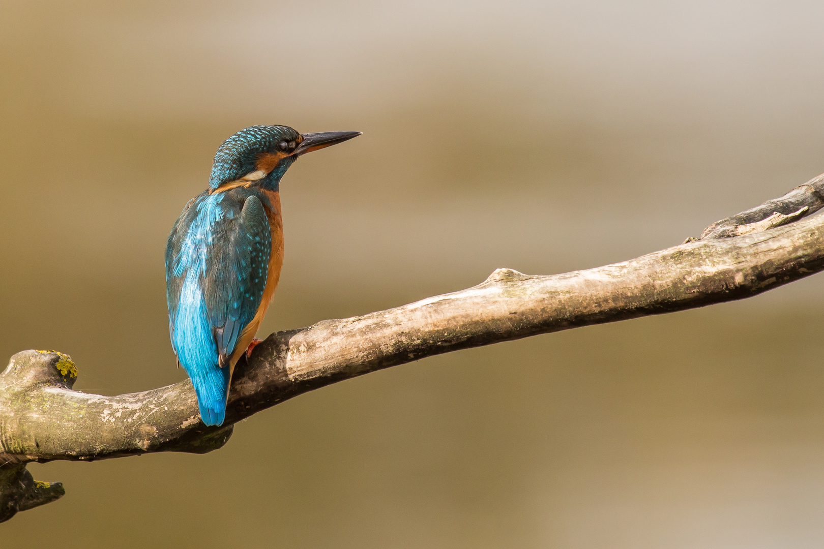 Eisvogel (Alcedo atthis)