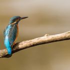 Eisvogel (Alcedo atthis)