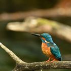 Eisvogel (Alcedo atthis)