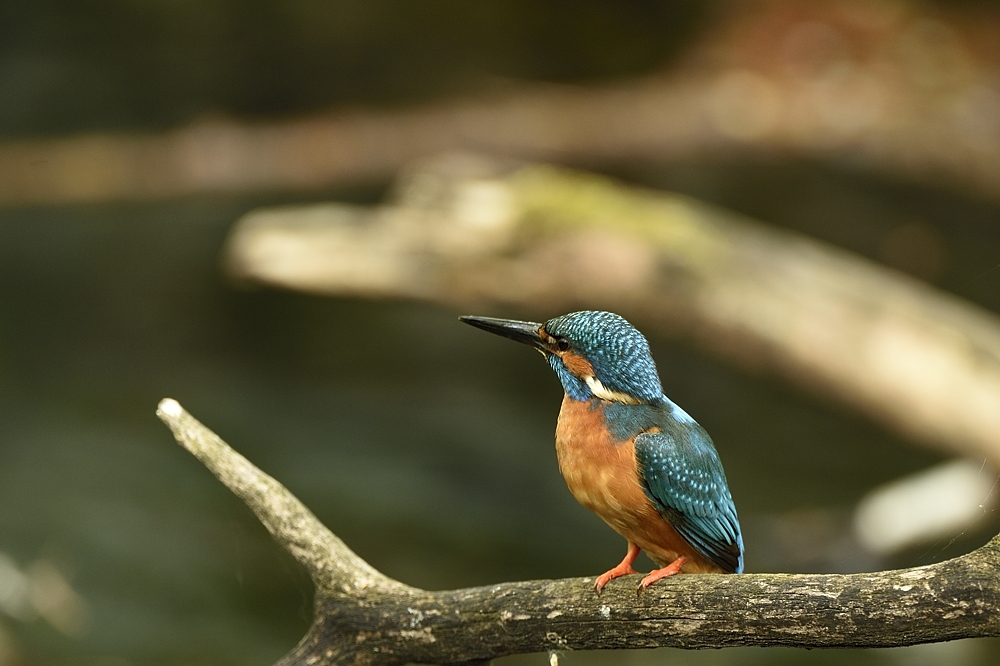 Eisvogel (Alcedo atthis)