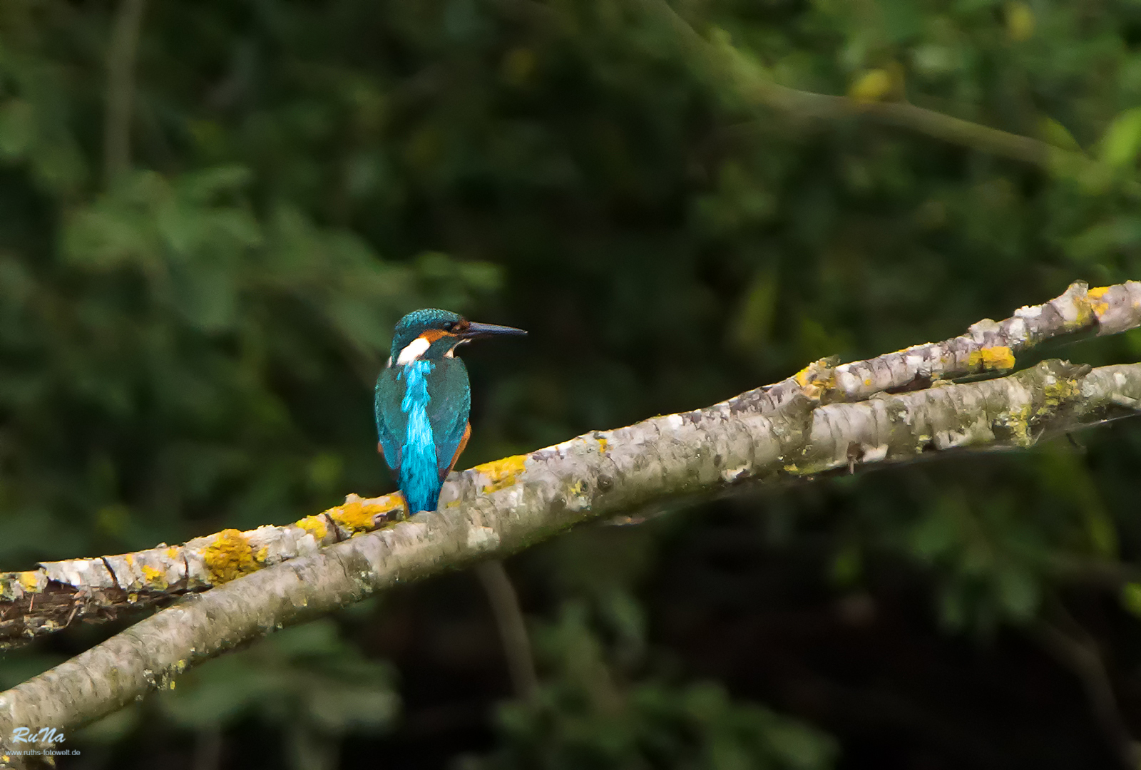 Eisvogel - Alcedo atthis